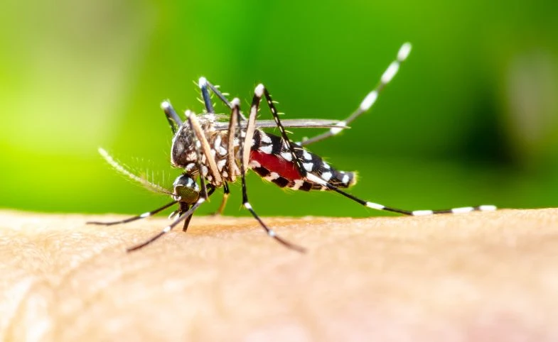 nyamuk dbd